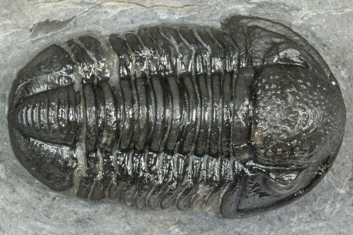 Detailed Gerastos Trilobite Fossil - Morocco #363951